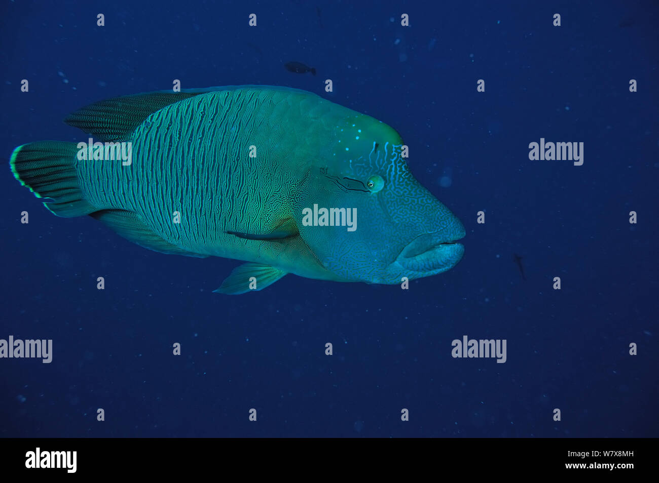 Napoleonfish / Maori wrasse (Cheilinus undulatus) Palau. Philippine Sea. Stock Photo