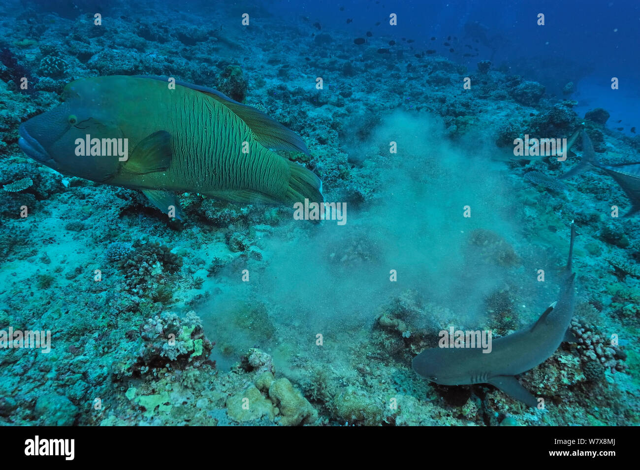 Napoleonfish / Maori wrasse (Cheilinus undulatus) and Whitetip reef shark (Triaenodon obesus) on bottom of the reef,  Palau. Philippine Sea. Stock Photo