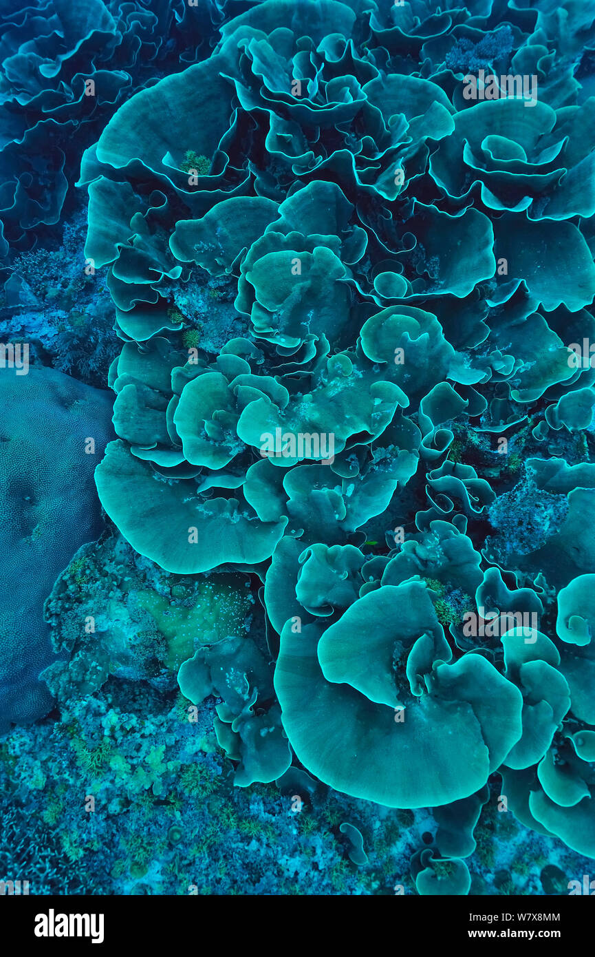 Hard corals (Montipora) Palau. Philippine Sea. Stock Photo