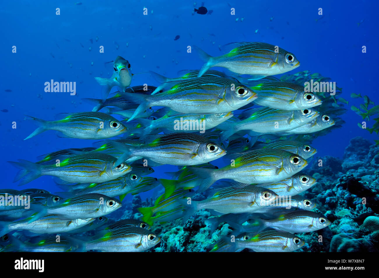 School of Yellowspot emperors (Gnathodentex aureolineatus) Palau. Philippine Sea. Stock Photo
