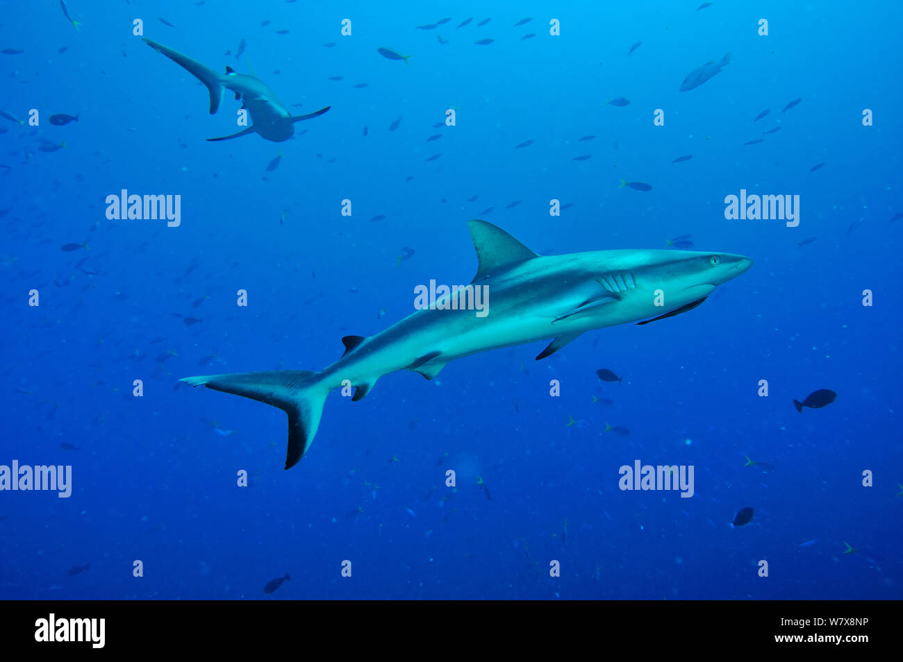 Grey reef sharks (Carcharhinus amblyrhinchos) in open water. The shark on foreground has a Striped remora (Echeneis naucrates) under its head,  Palau. Philippine Sea. Stock Photo