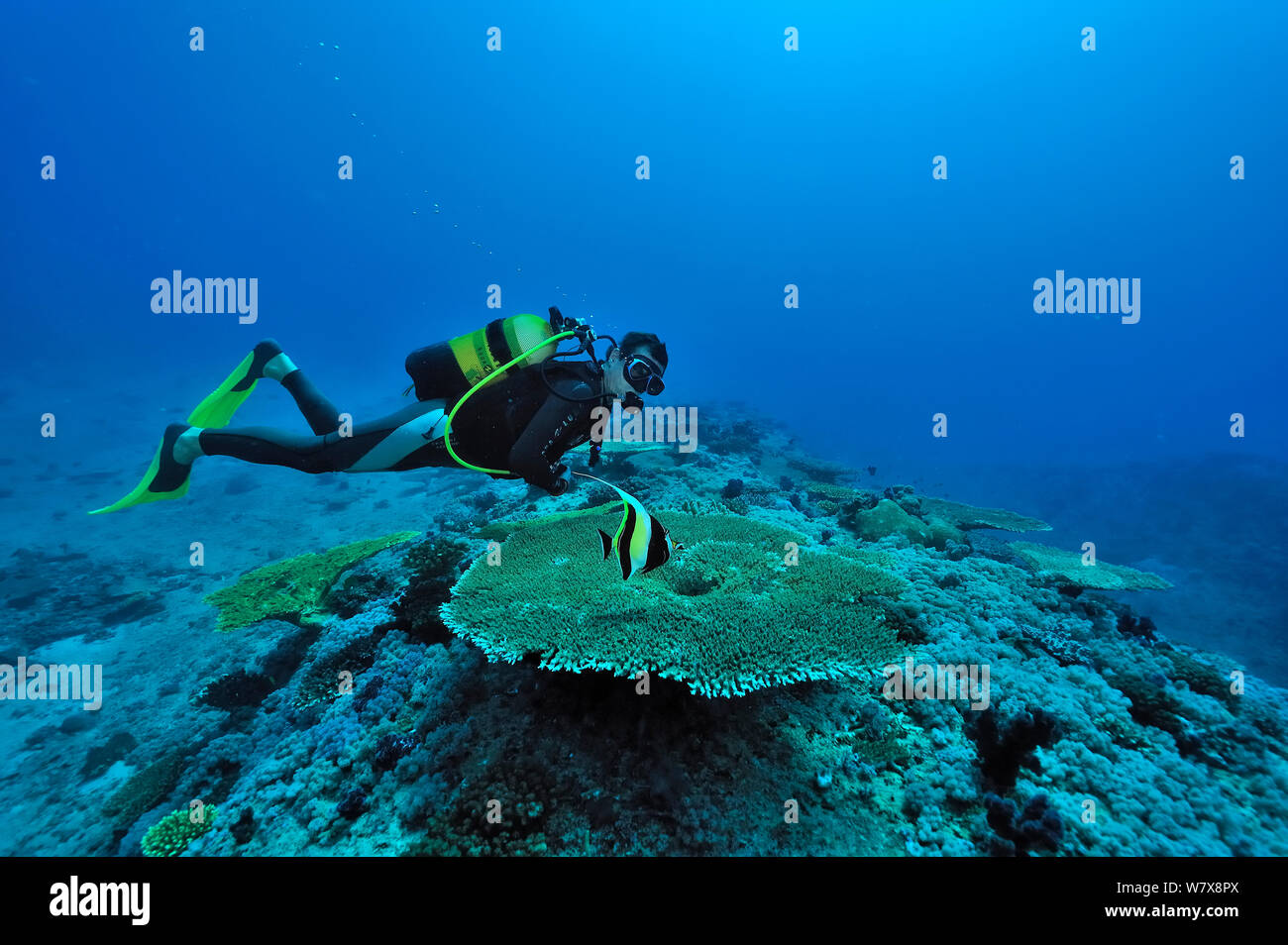 Diver above a coral reef with Table corals (Acropora) and Moorish idol (Zanclus cornutus) Mayotte. Indian Ocean. February 2010. Stock Photo