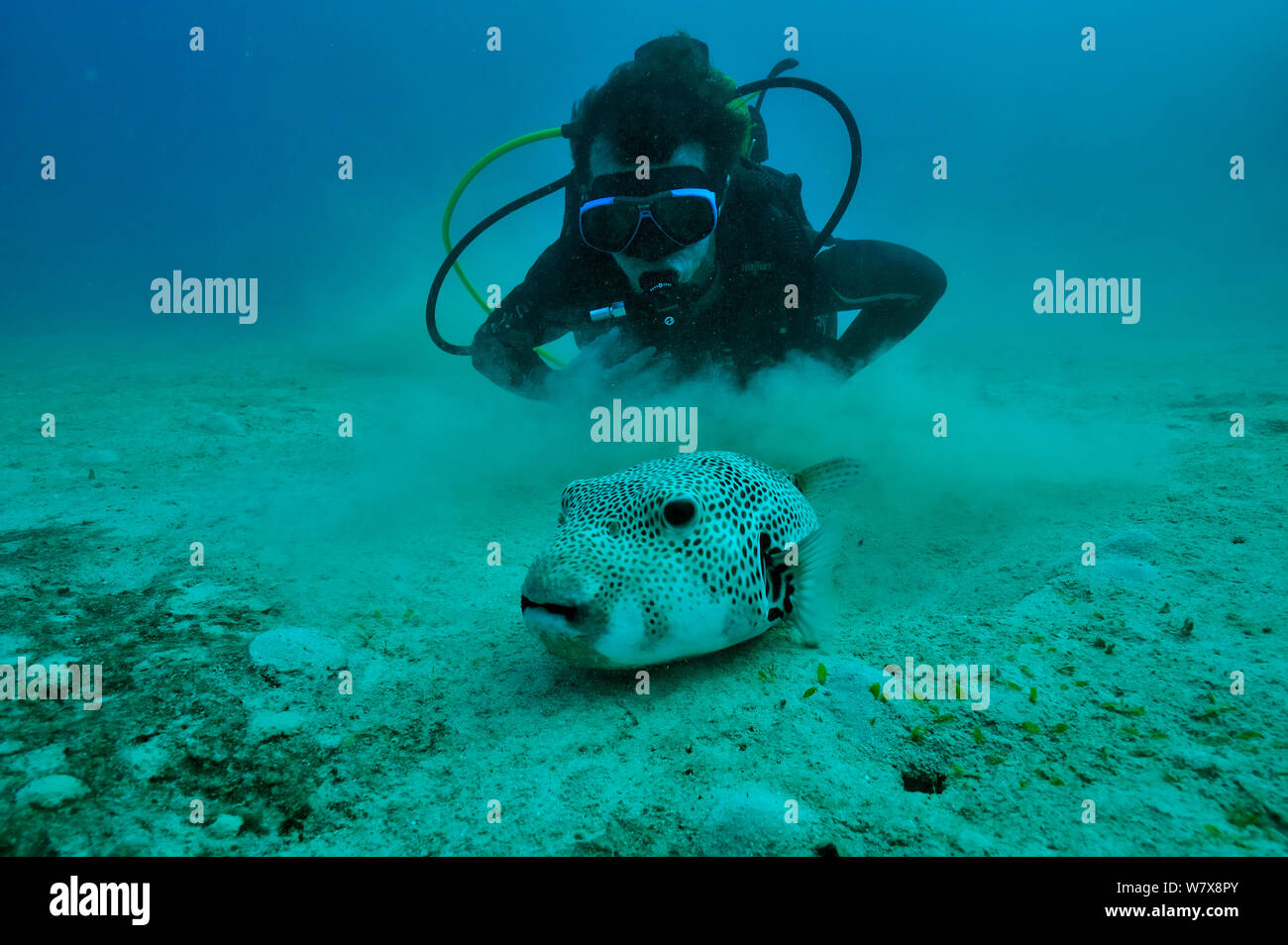 Diver with Giant pufferfish (Arothron stellatus) Mayotte. Indian Ocean. February 2010. Stock Photo