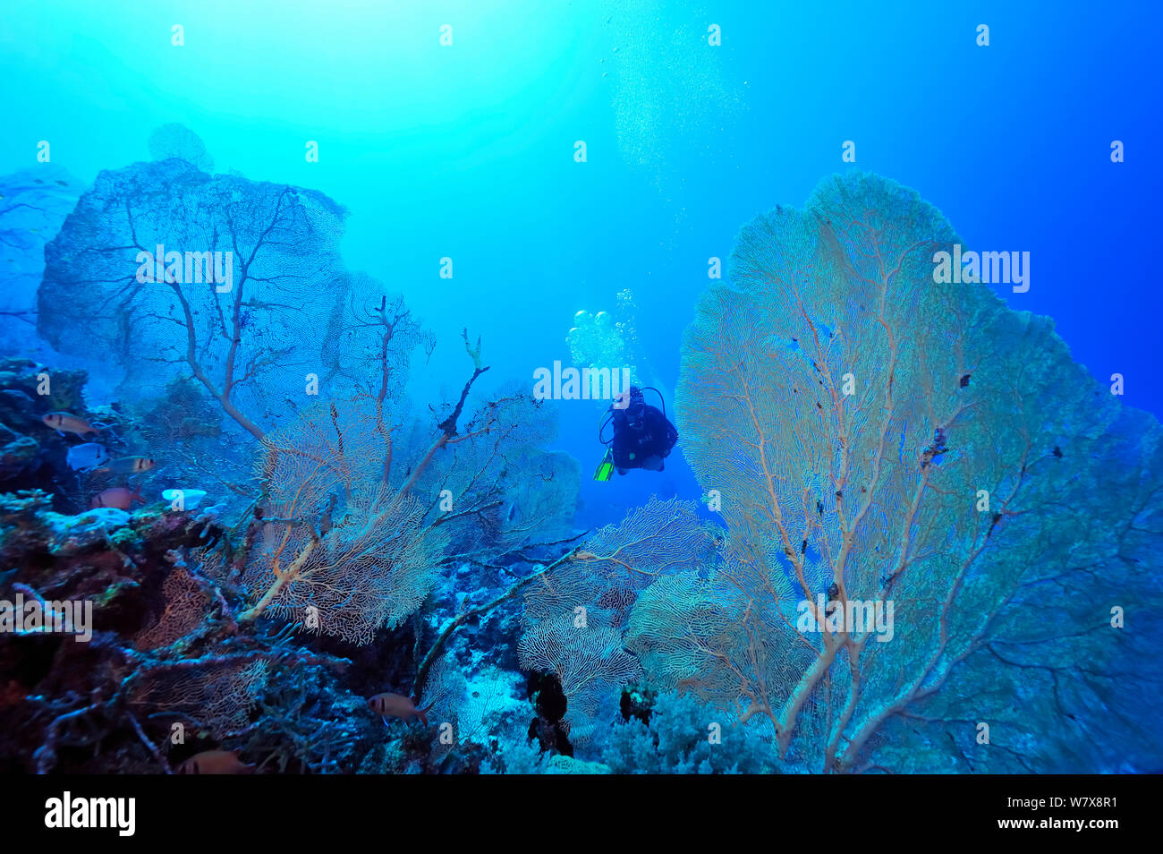 Diver in a forest of Giant seafans (Subergorgia mollis) Mayotte. Indian Ocean. February 2010. Stock Photo