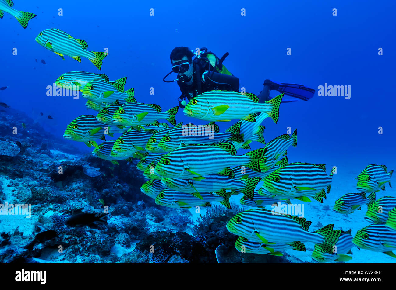 Oriental sweetlips (Plectorhinchus orientalis) with a diver,  Mayotte. Indian Ocean. February 2010. Stock Photo