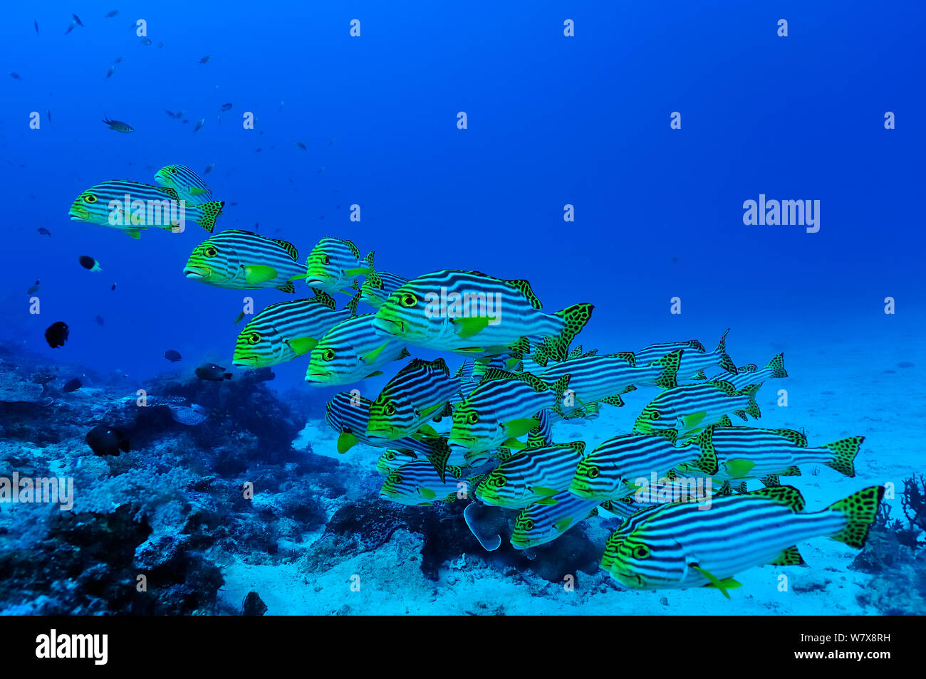 Oriental sweetlips (Plectorhinchus orientalis) Mayotte. Indian Ocean