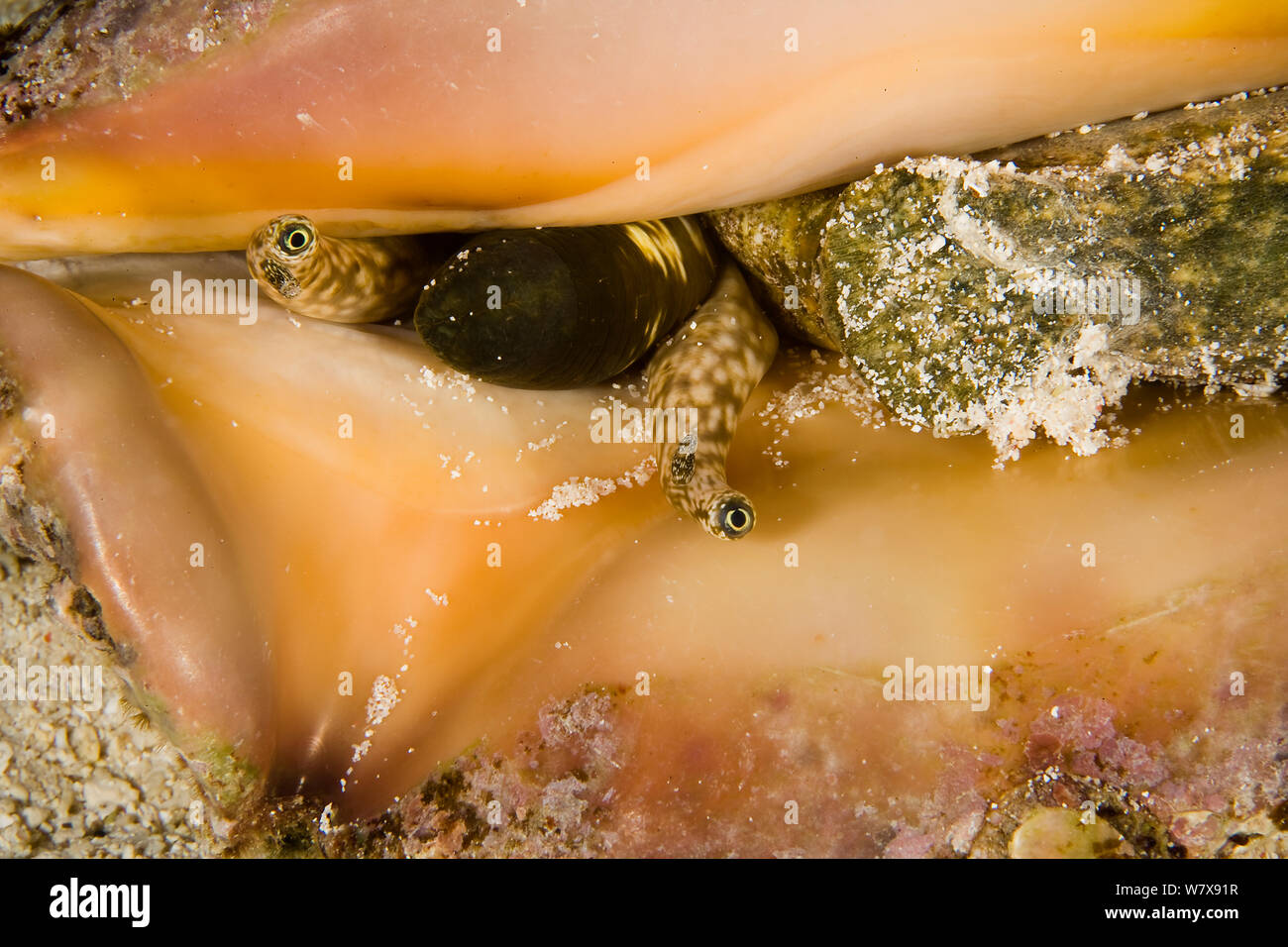 Close-up of the eyes and the mouth of a Strombus conch (Strombus latissimus) New Caledonia. Pacific Ocean. Stock Photo