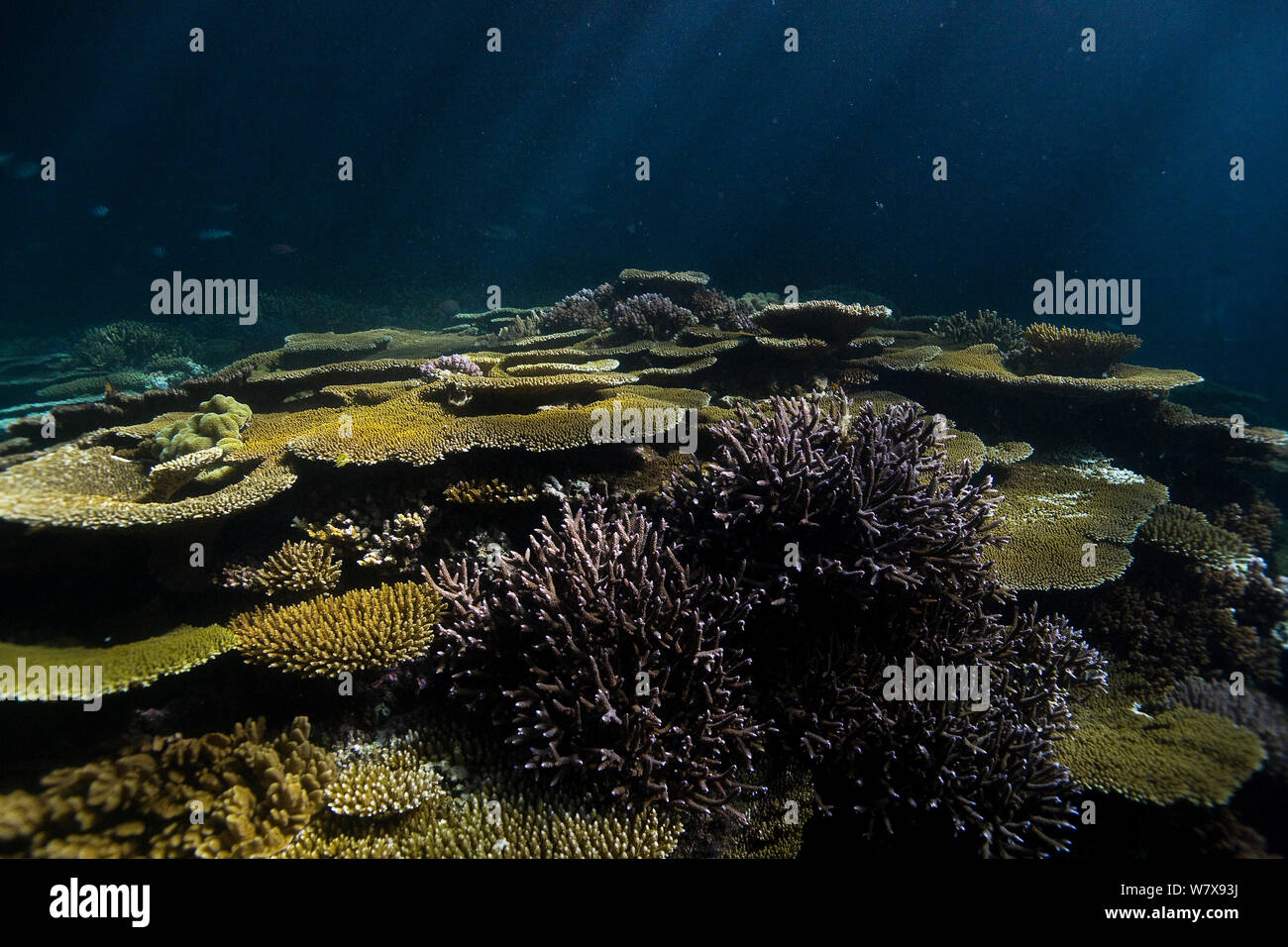 Coral reef with Table corals (Acropora ) at night under the full moon rays,  New Caledonia. Pacific Ocean. Stock Photo