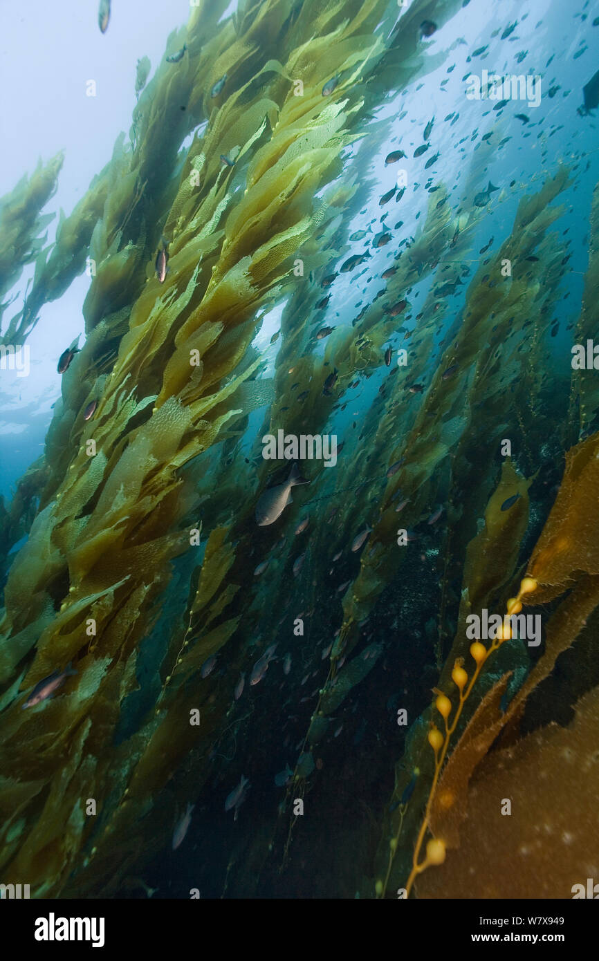 Kelp forest (Macrocystis pyrifera), California, USA. Pacific ocean. Stock Photo