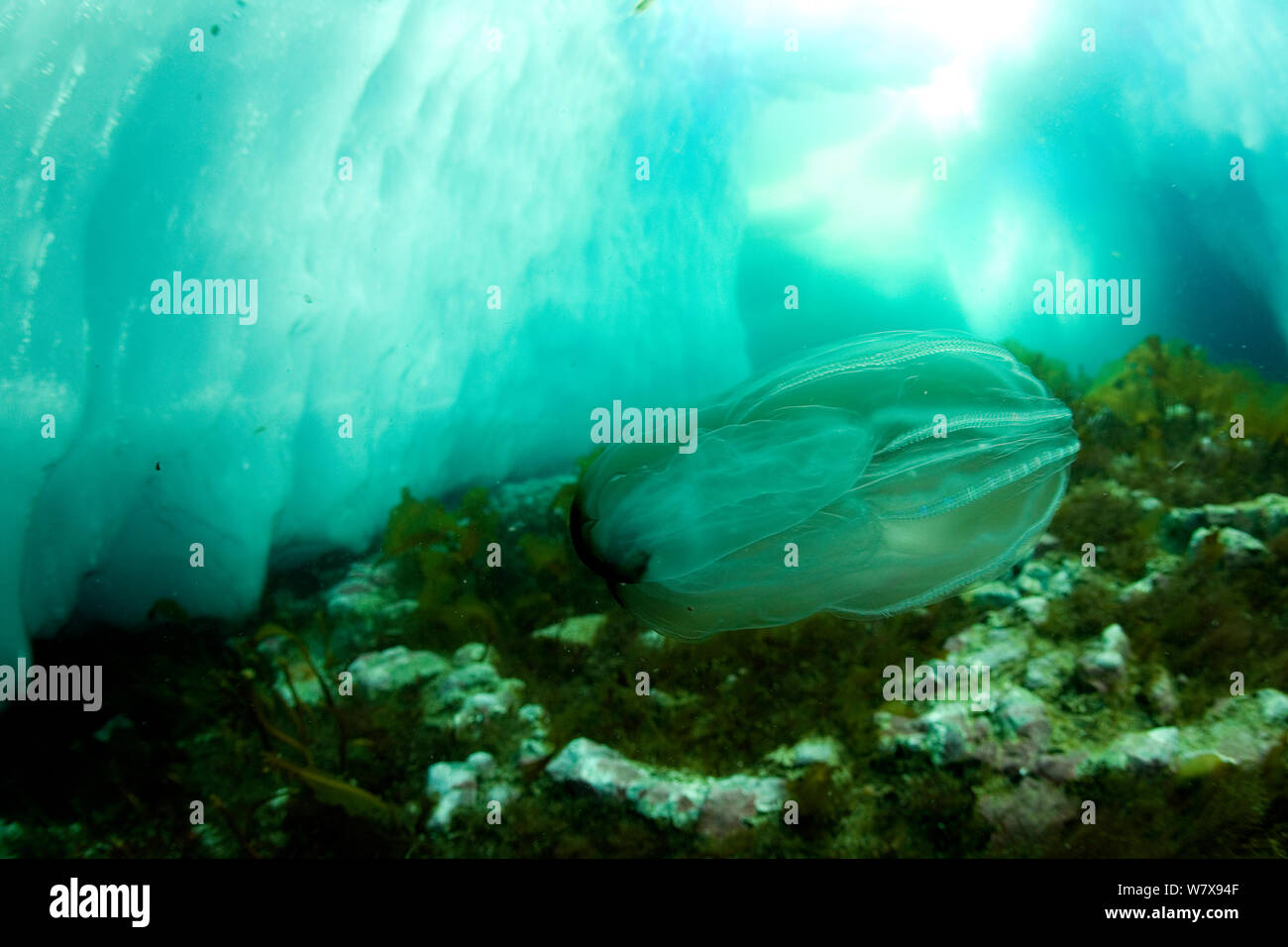 Ctenophora / Comb jelly (Beroe mitrata) under the ice, Baffin island, Canada. Arctic ocean. Stock Photo