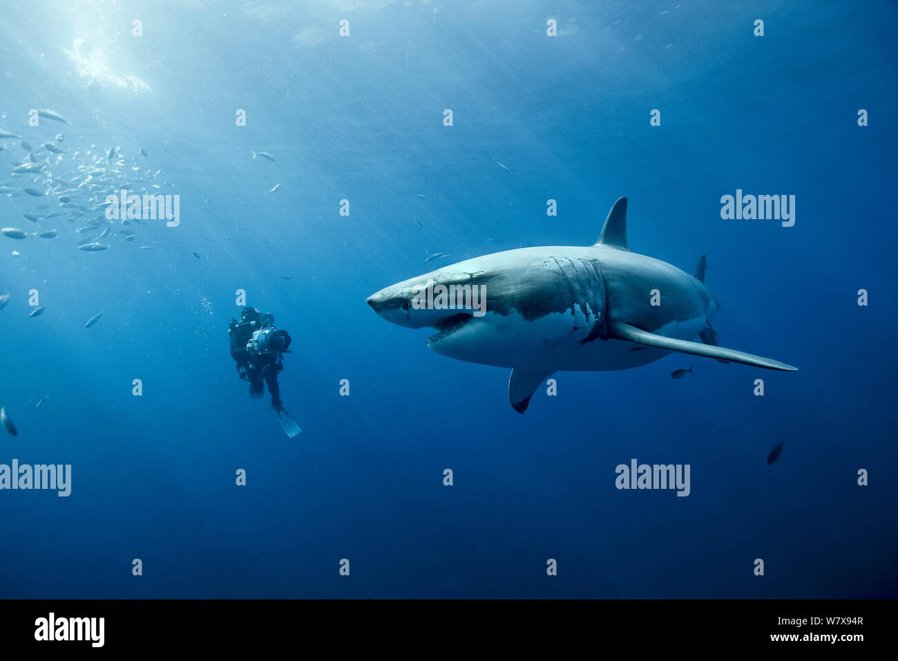 Cameraman filming a Great white shark (Carcharodon carcharias) in open water, Guadalupe island, Mexico. Pacific Ocean. November 2006. Stock Photo