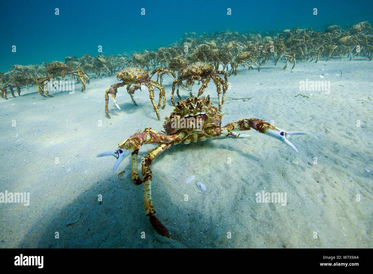 Aggregation of thousands of Spider crabs (Leptomithrax gaimardii) for moulting, South Australia Basin, Australia. Pacific Ocean. Stock Photo