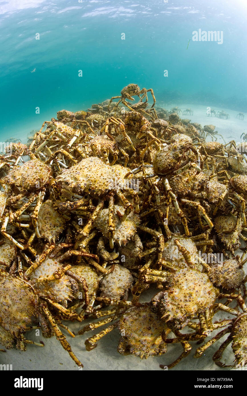 Moulting crab hires stock photography and images Alamy