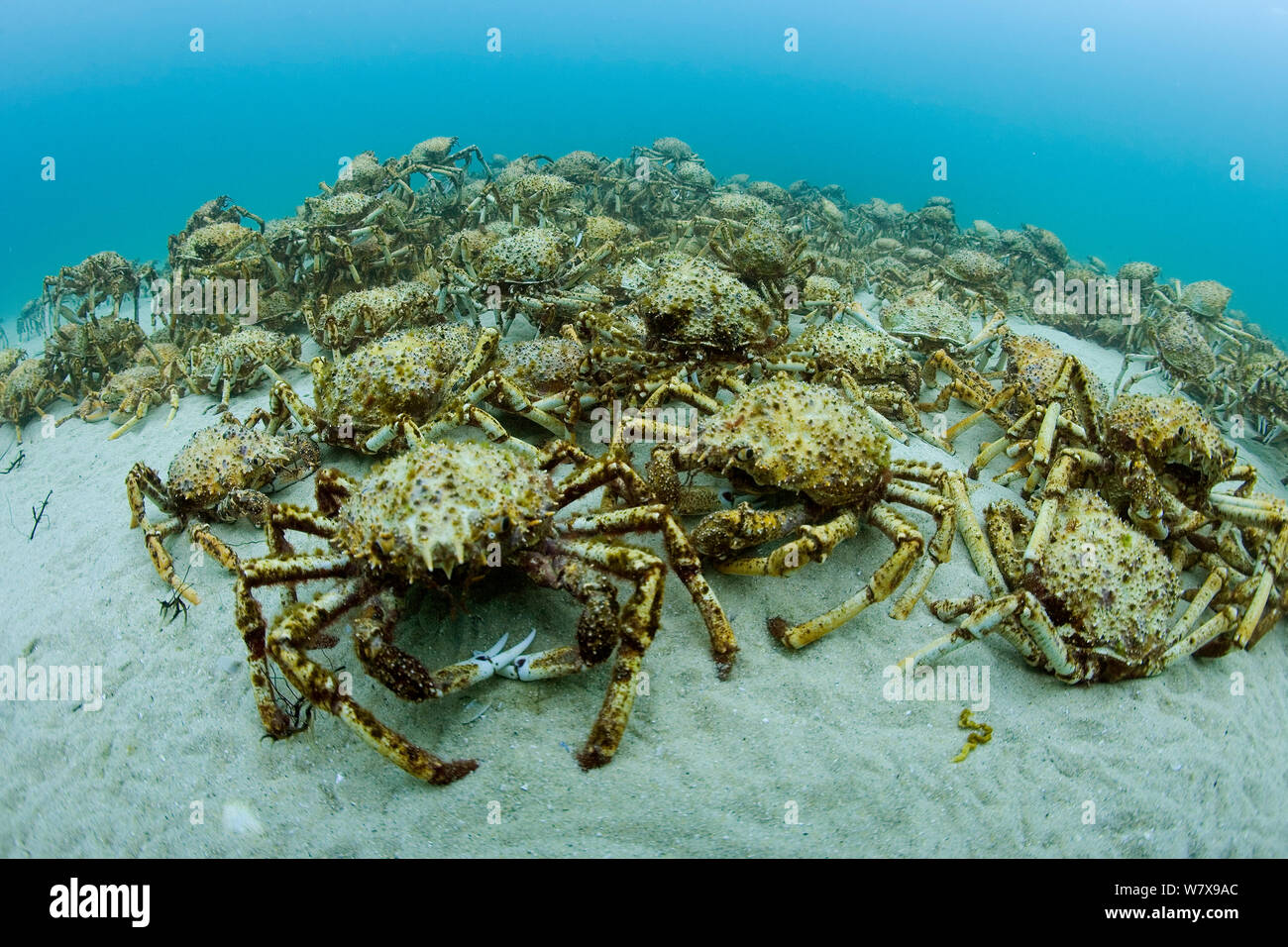 Aggregation of thousands of Spider crabs (Leptomithrax gaimardii) for moulting, South Australia Basin, Australia. Pacific Ocean. Stock Photo
