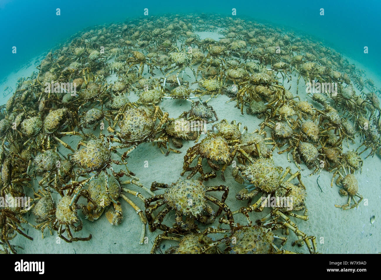 Molting crabs hi-res stock photography and images - Alamy