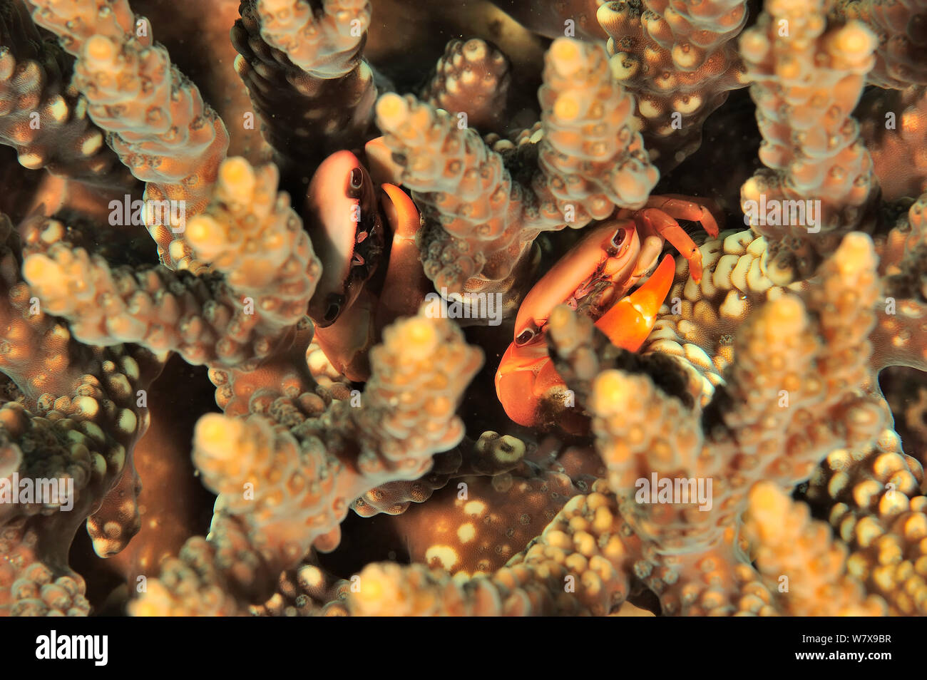 Two Crabs (Tetralia cavimana) hidden in a hard coral, coast of Dhofar and Hallaniyat islands, Oman. Arabian Sea. Stock Photo