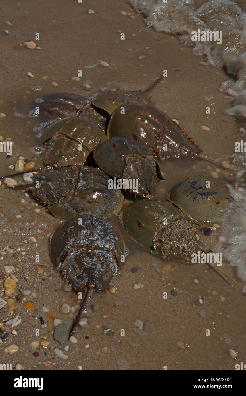 Atlantic horseshoe crabs (Limulus polyphemus) spawning, Delaware Bay, Delaware, USA, June. Stock Photo