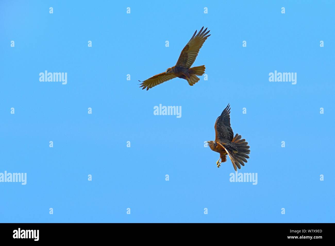 Western marsh harriers (Circus aeruginosus) fighting in fight, Breton Marsh, France, March. Stock Photo