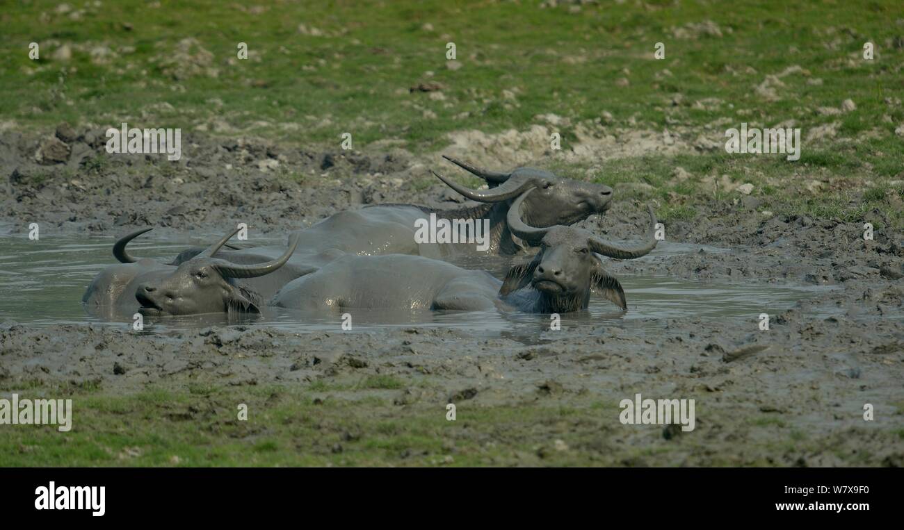 Water buffalo (Bubalus arnee) wallowing in the mud. Kaziranga National