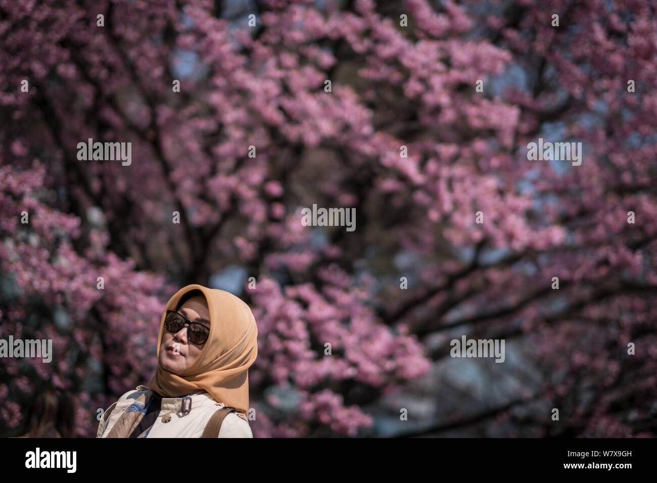 A Chinese tourist enjoys cherry blossom in full bloom at a park in Tokyo, Japan, 28 March 2017.   The cherry blossom season in Japan kicks off boozy p Stock Photo