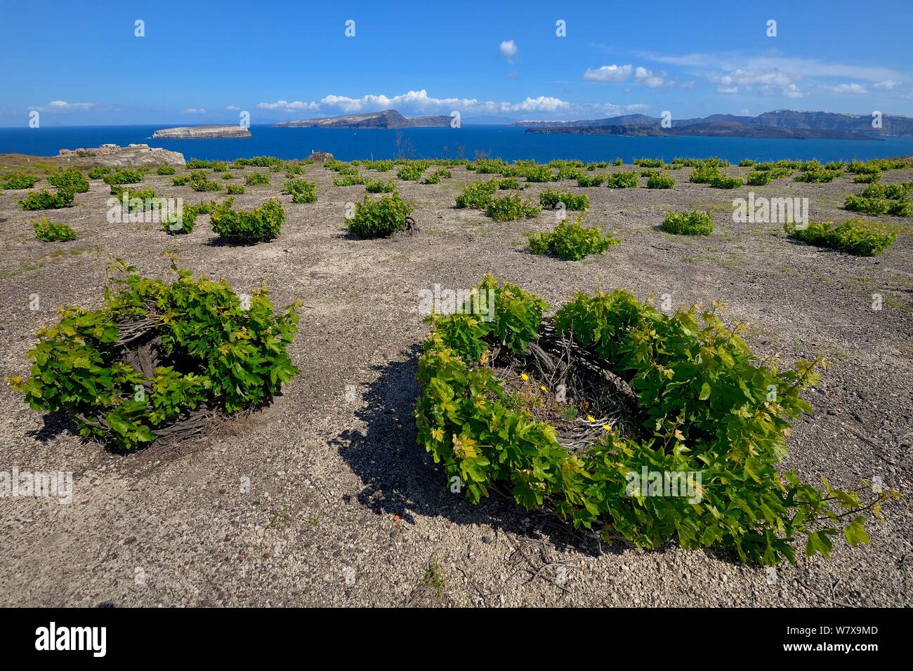 Vines on Santorini / Thira Island, Greece, May 2009. Stock Photo