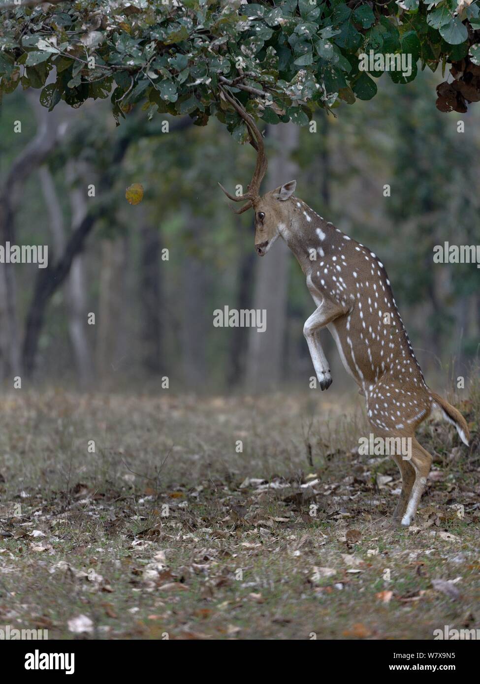 Spotted deer (Axis axis) male, standing to feed on leaves. Pench