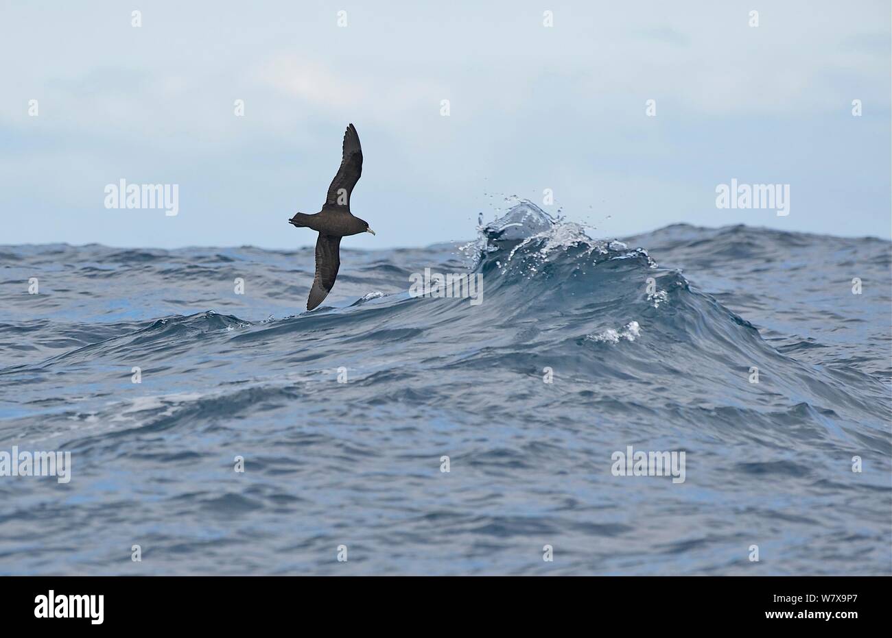 White chinned petrel (Procellaria aequinoctialis) in flight at sea, south of Snares Islands, New Zealand, March. Stock Photo