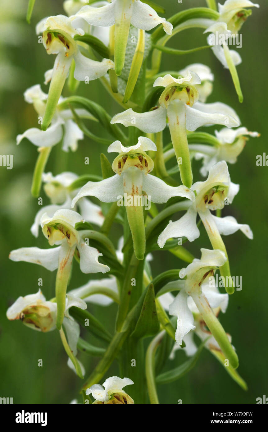 Close up of greater butterfly orchid (Platanthera chlorantha) flowers. Dorset, UK, May. Stock Photo