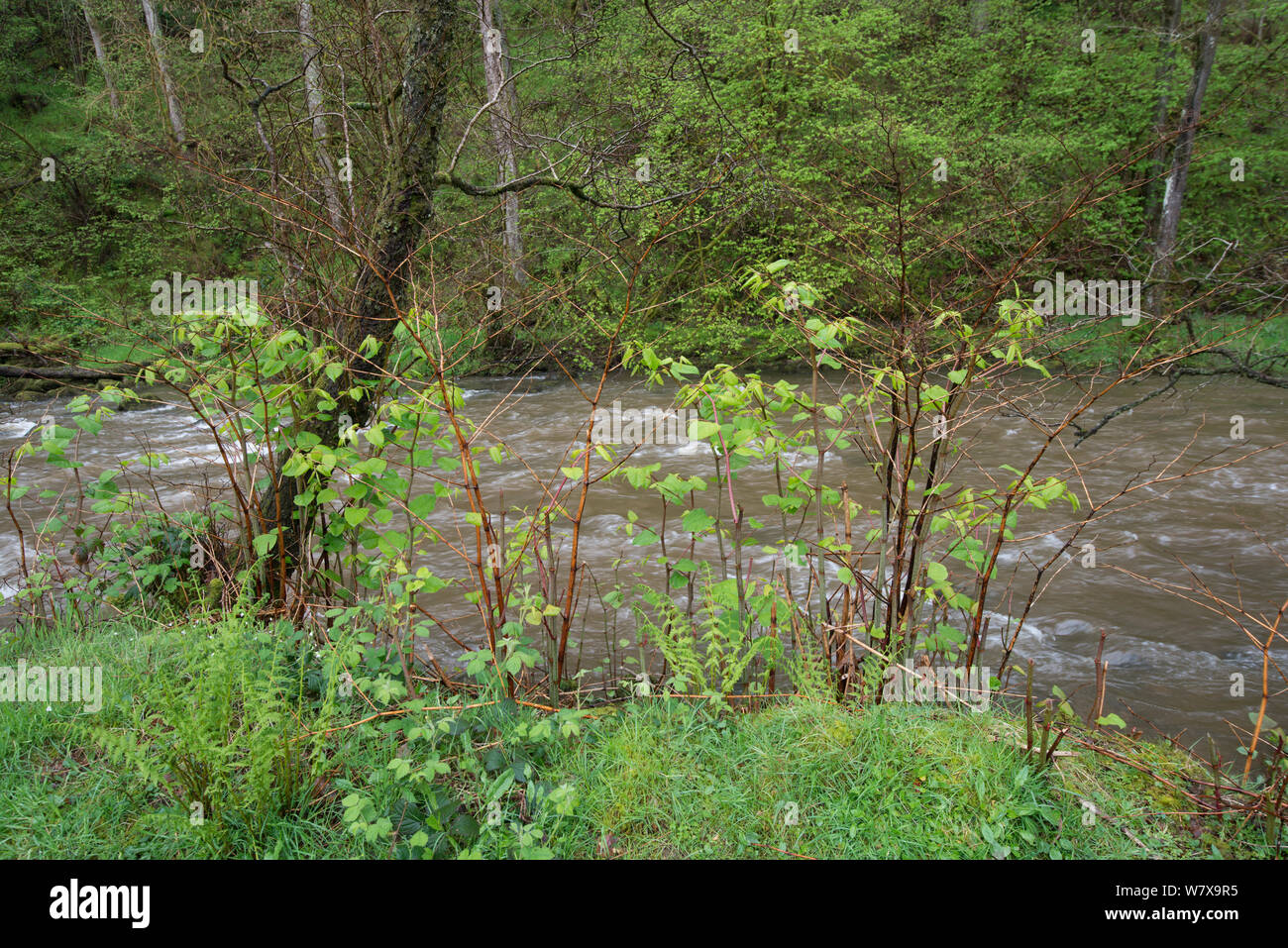 Japanese knotweed (Fallopia japonica) invasive species growing on banks of River Ifon, Powys, Wales, May. Stock Photo