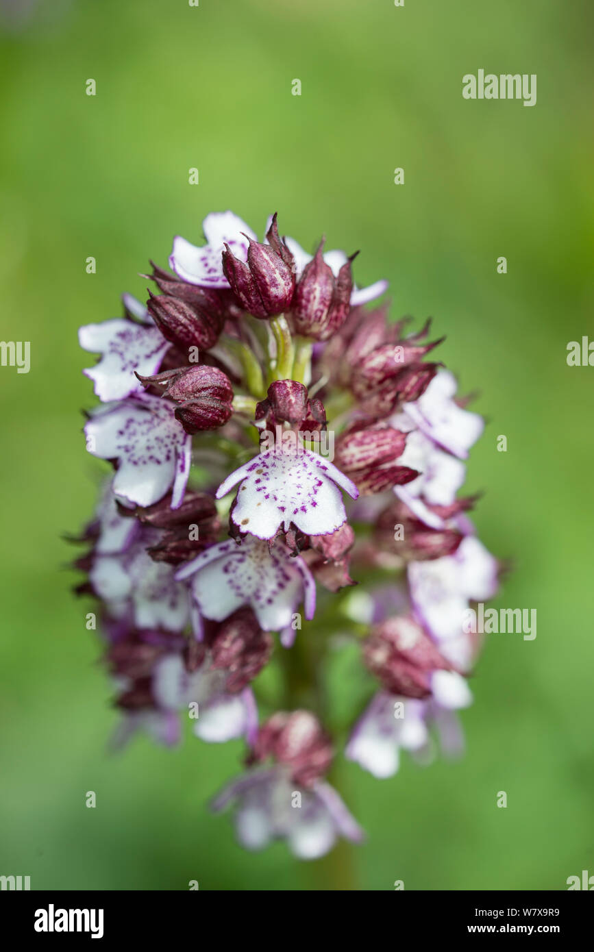 Lady orchid (Orchis purpurea), Oxfordshire, England, May. Stock Photo