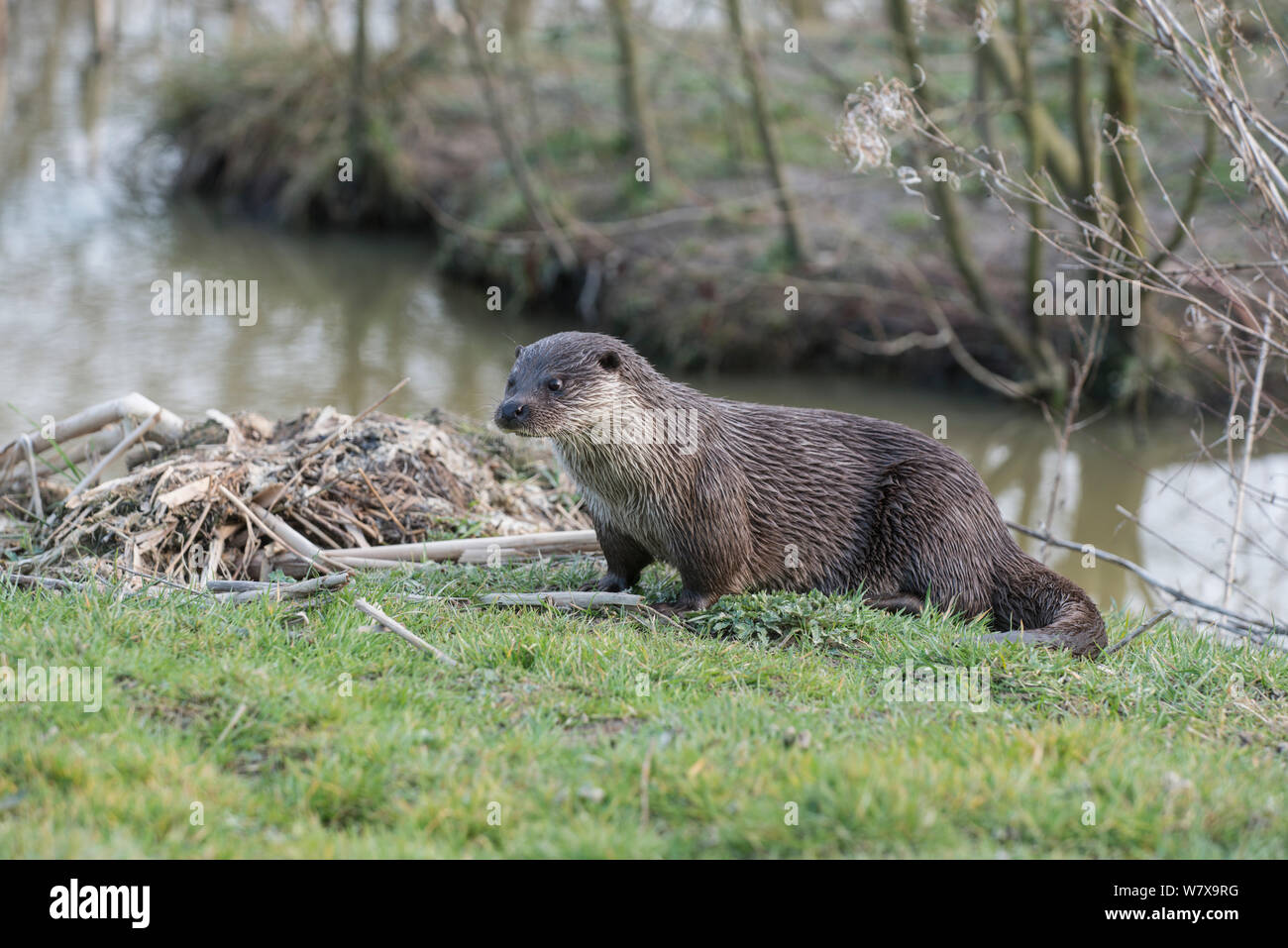Otter (Lutra lutra), Captive. Occurs in Europe, Asia and North Africa. Stock Photo
