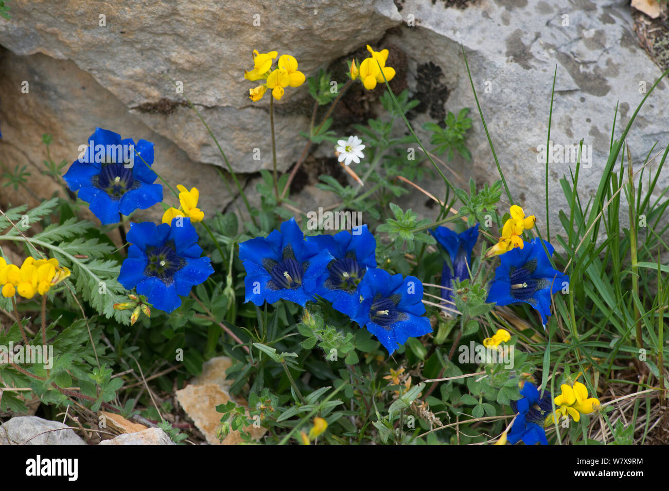Trumpet gentian (Gentiana acaulis), Provence, France, May. Stock Photo