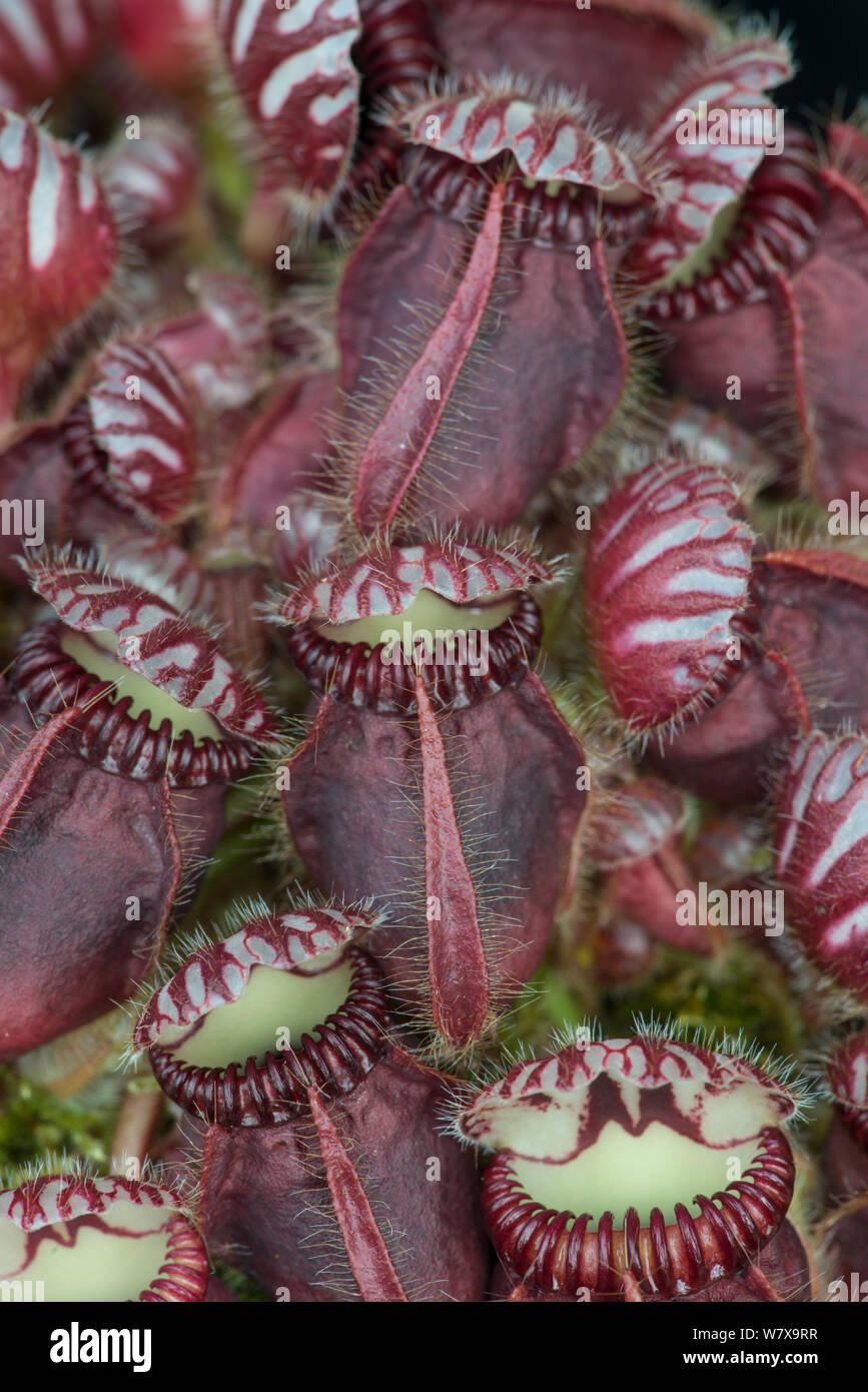 Albany pitcher plant (Cephalotus follicularis) in studio. Occurs in south-western Australia. Stock Photo