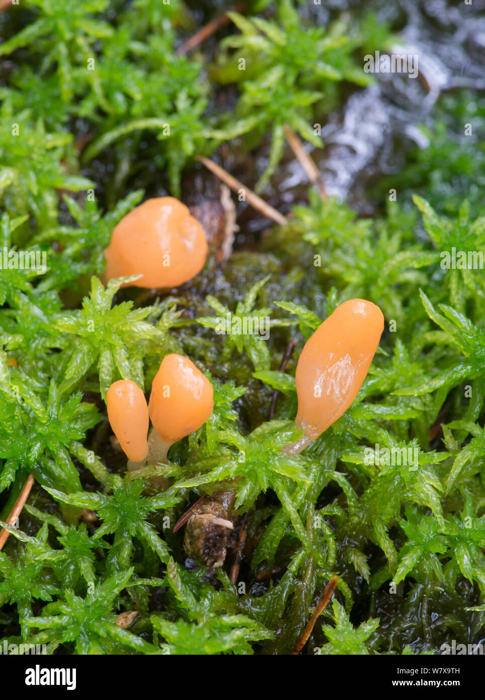Bog beacon fungus (Mitrula paludosa) growing in sphagnum bog. Torridon, Scotland, June. Stock Photo