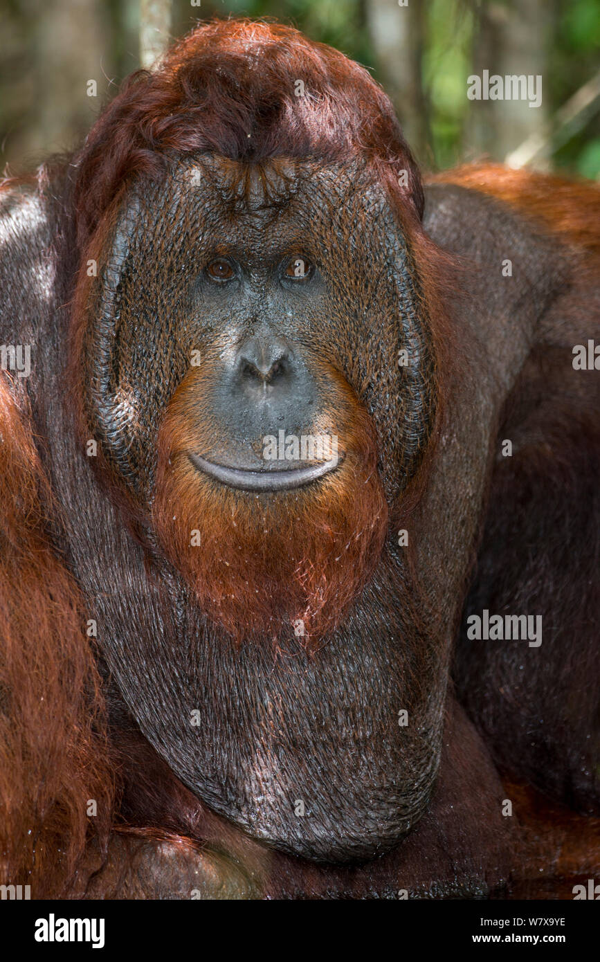 Bornean Orangutan (Pongo pygmaeus) male, Tanjung Puting National Park, Central Kalimantan, Borneo, Indonesia. Stock Photo