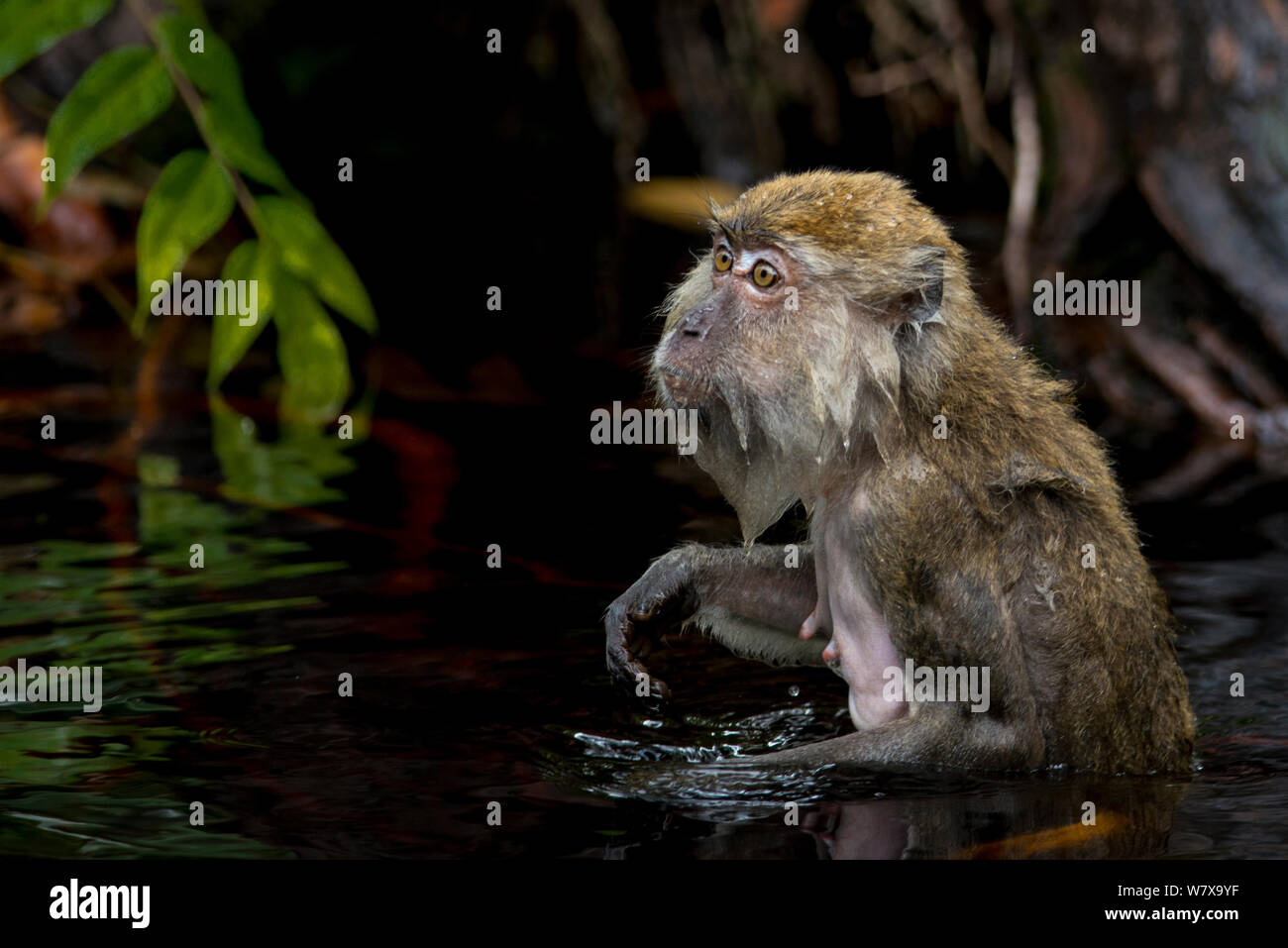 Long-tailed Macaque (Macaca fascicularis) in water, Tanjung Puting National Park, Borneo, Indonesia. Stock Photo