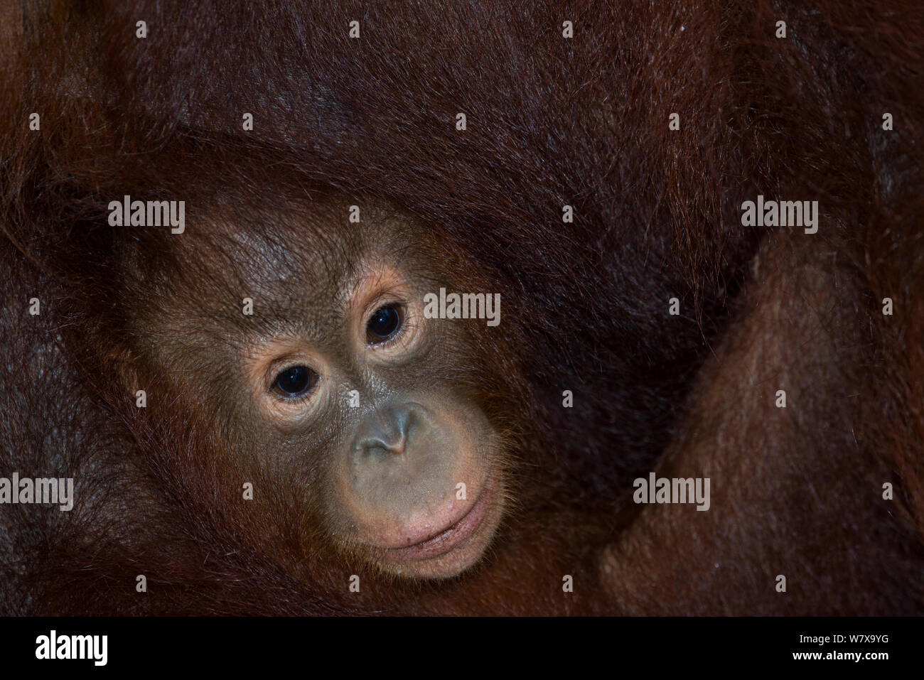 Bornean Orangutan (Pongo pygmaeus) baby held by mother, Tanjung Puting National Park, Central Kalimantan, Borneo, Indonesia. Stock Photo