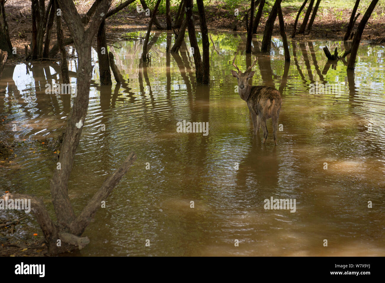 Sunda sambar or Timor deer (Rusa timorensis) looking back, wading in water, Komodo National Park, Indonesia. Stock Photo