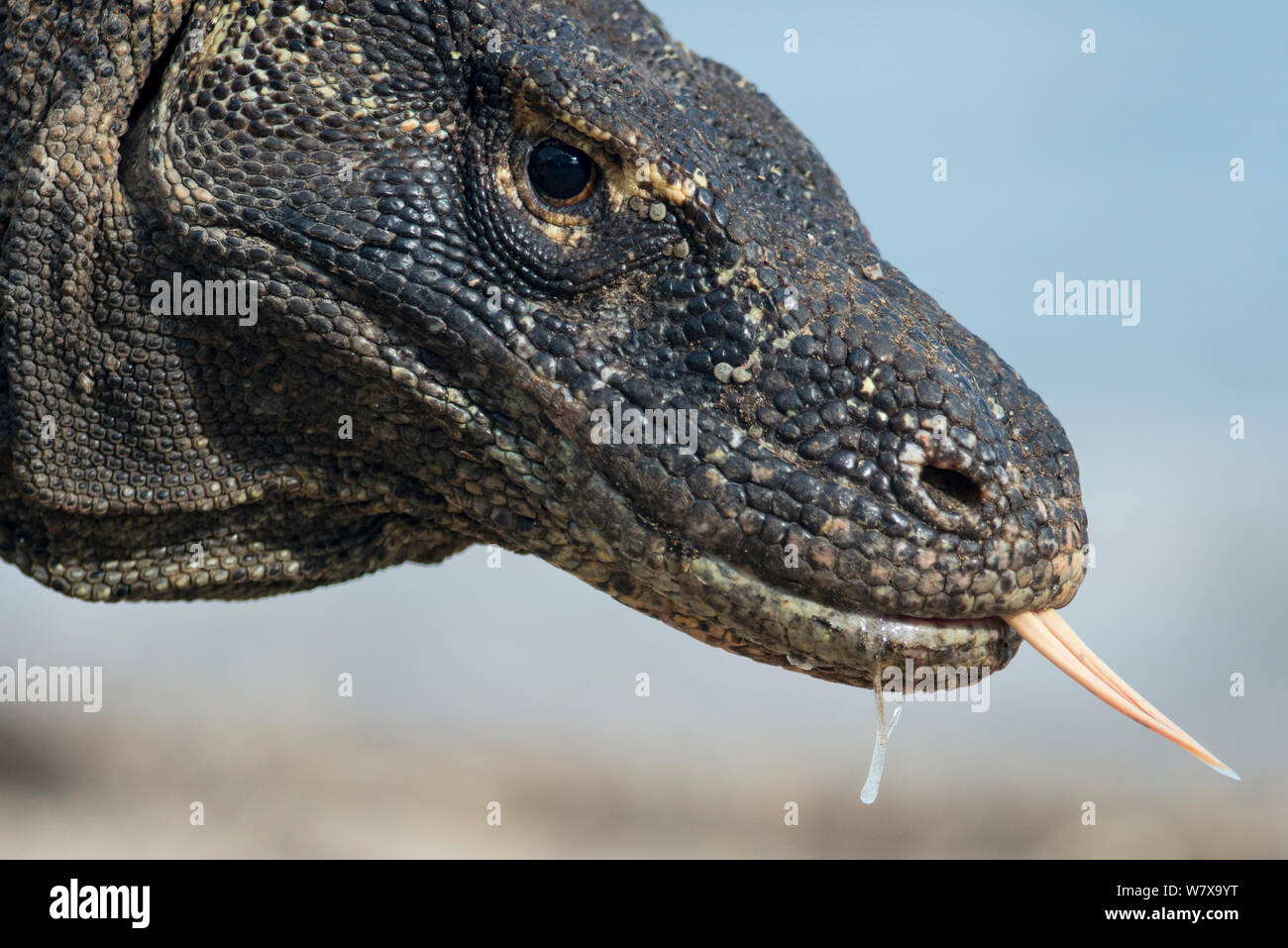 Close-up of Komodo Dragon (Varanus komodoensis) face with tongue out and saliva dripping from its mouth, Komodo National Park, Indonesia. Stock Photo