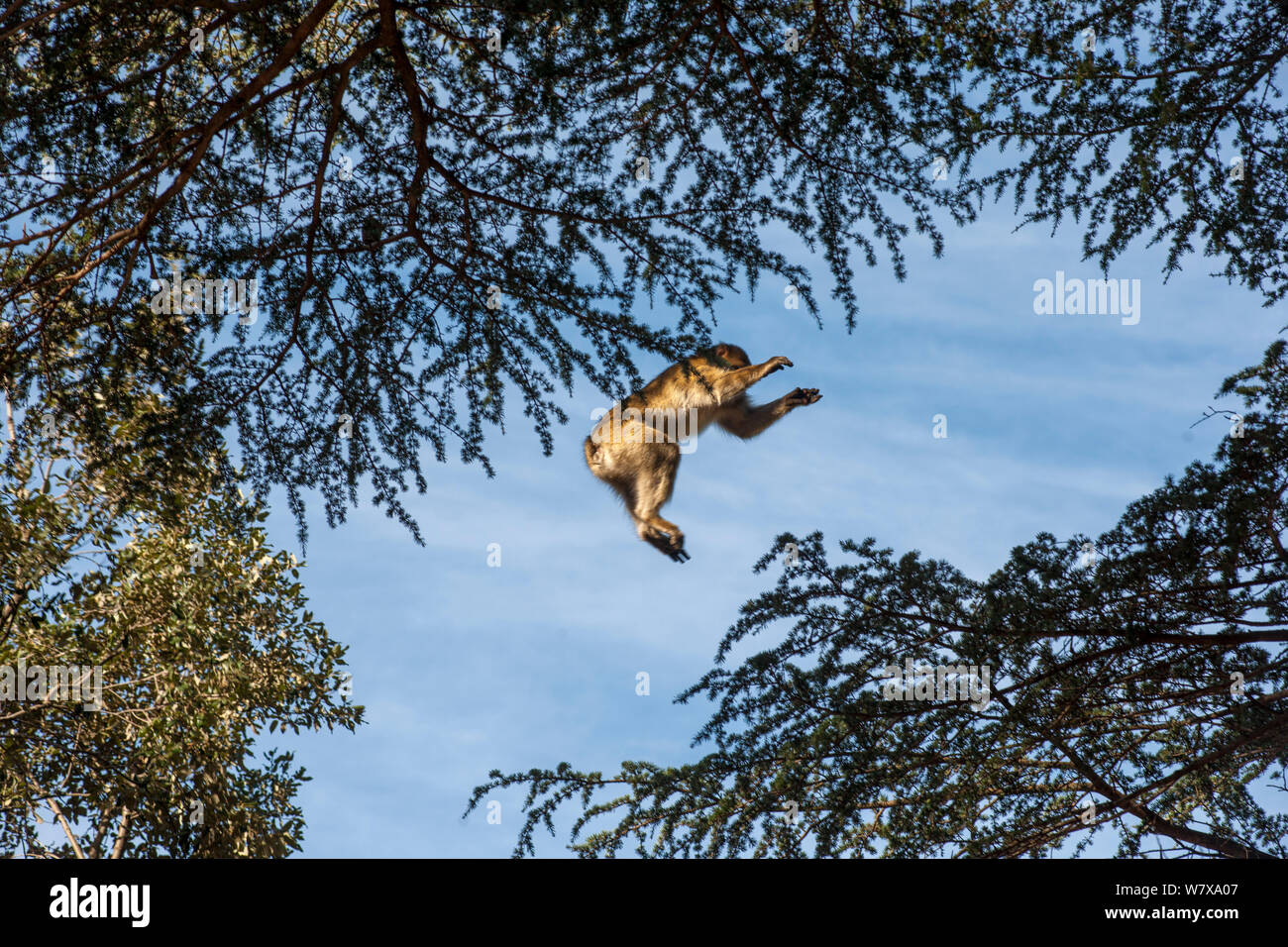 Barbary macaque (Macaca sylvanus) jumping between trees in the cedar forests of the Middle Atlas Mountains,  Morocco. Stock Photo