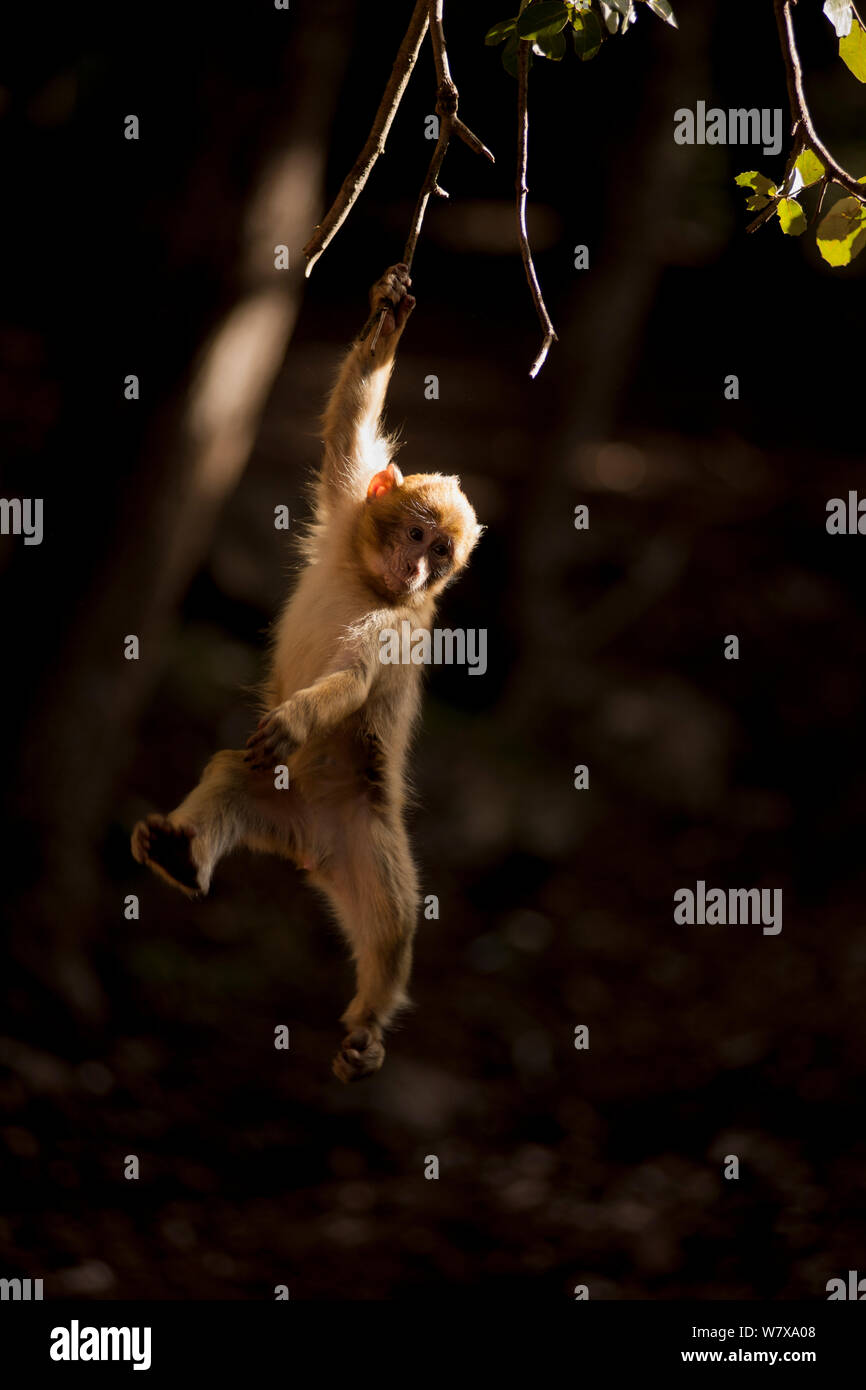 Barbary macaque (Macaca sylvanus) hanging from a branch in the cedar forests of the Middle Atlas Mountains,  Morocco. Stock Photo