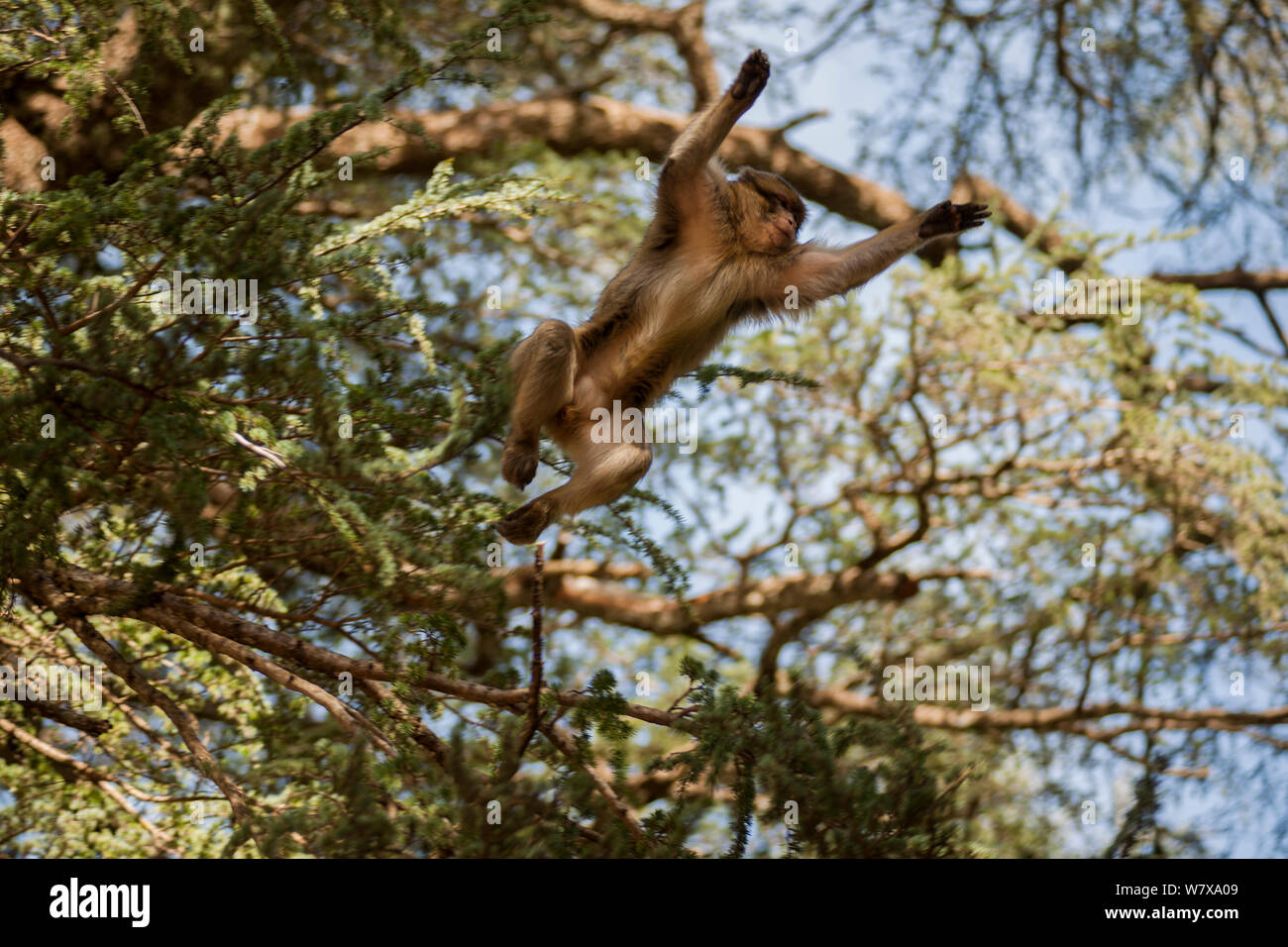 Looking up at Barbary macaque (Macaca sylvanus) leaping from a tree in the cedar forests of the Middle Atlas Mountains, Morocco. Stock Photo