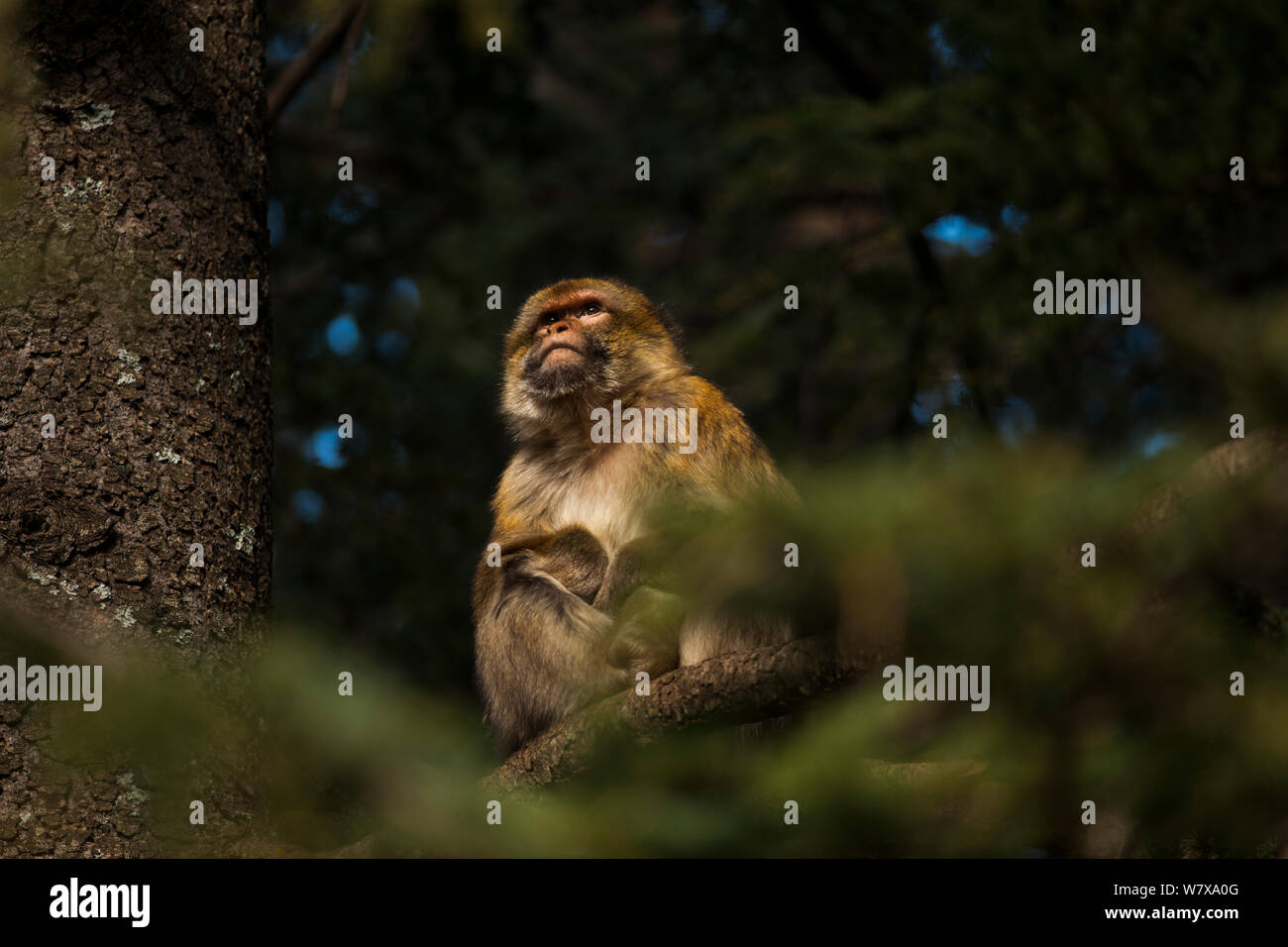 Barbary macaque (Macaca sylvanus) sat in a cedar tree, Middle Atlas Mountains,  Morocco. Stock Photo