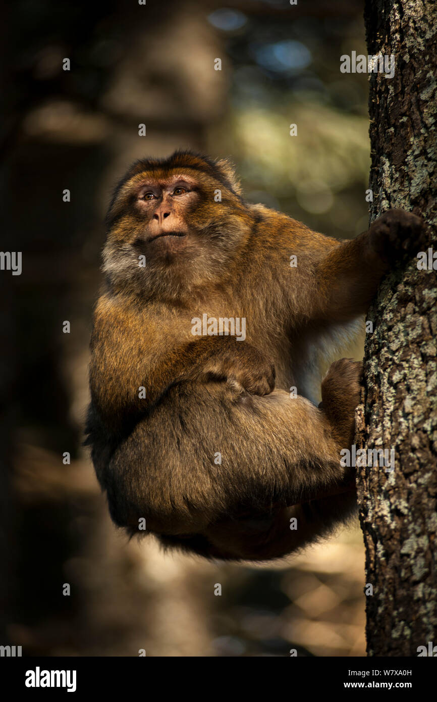 Barbary macaque (Macaca sylvanus) climbing a tree in the cedar forests of the Middle Atlas Mountains, Morocco. Stock Photo