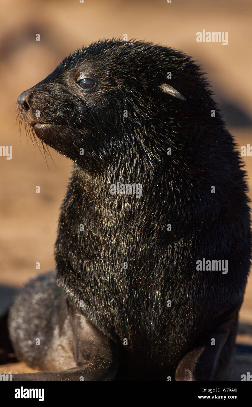 South African fur seal (Arctocephalus pusillus) pup, Cape Cross, Namibia. January. Stock Photo