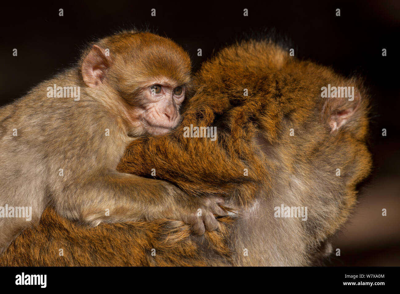 Young Barbary macaque (Macaca sylvanus) on its mother&#39;s back, Middle Atlas Mountains,  Morocco. Stock Photo