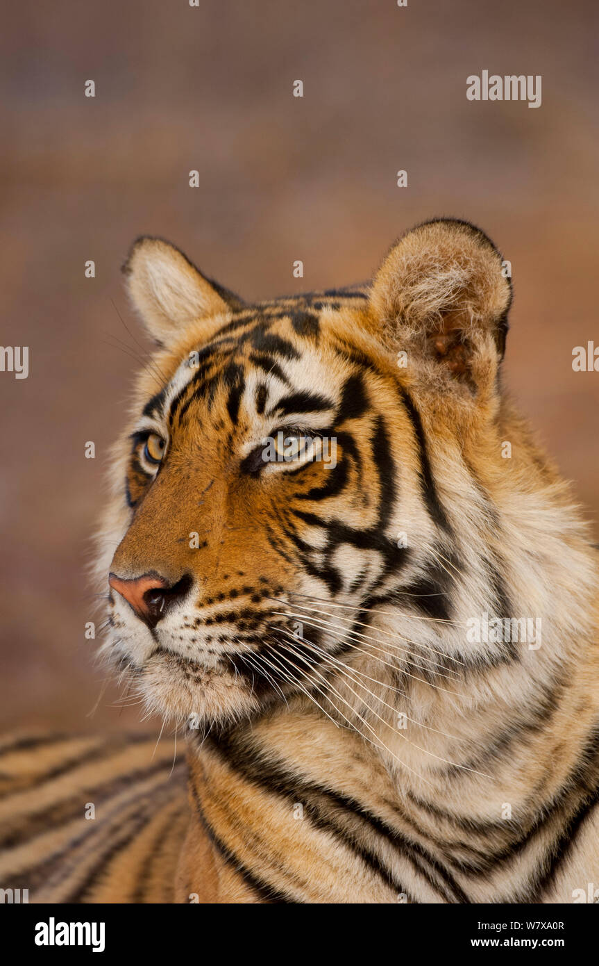 Bengal Tiger (Panthera tigris) portrait, Ranthambhore National Park, India. Stock Photo