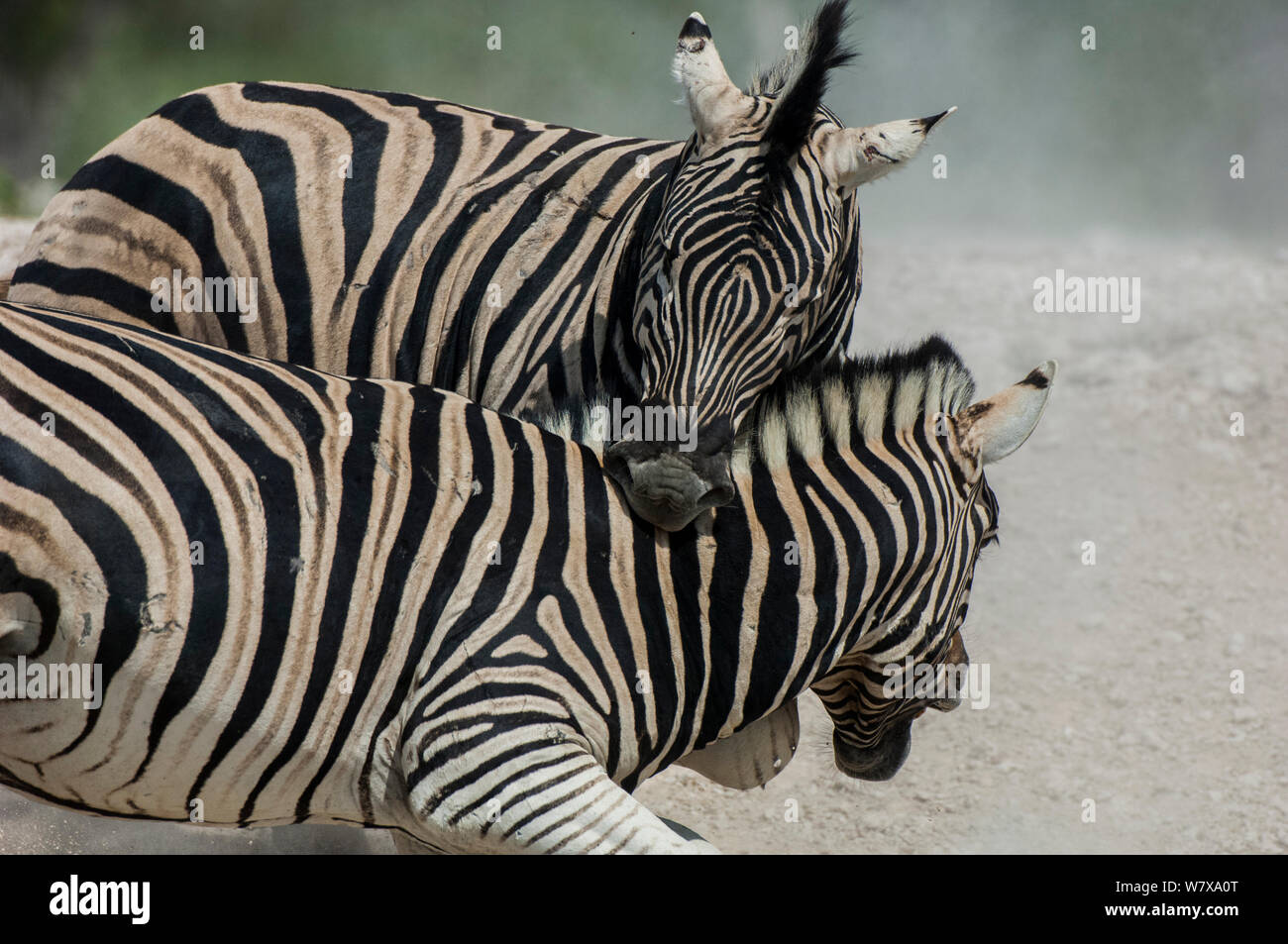Two Plain&#39;s zebras (Equus quagga / burchelli) fighting - one biting the other, Etosha National Park, Namibia. Stock Photo