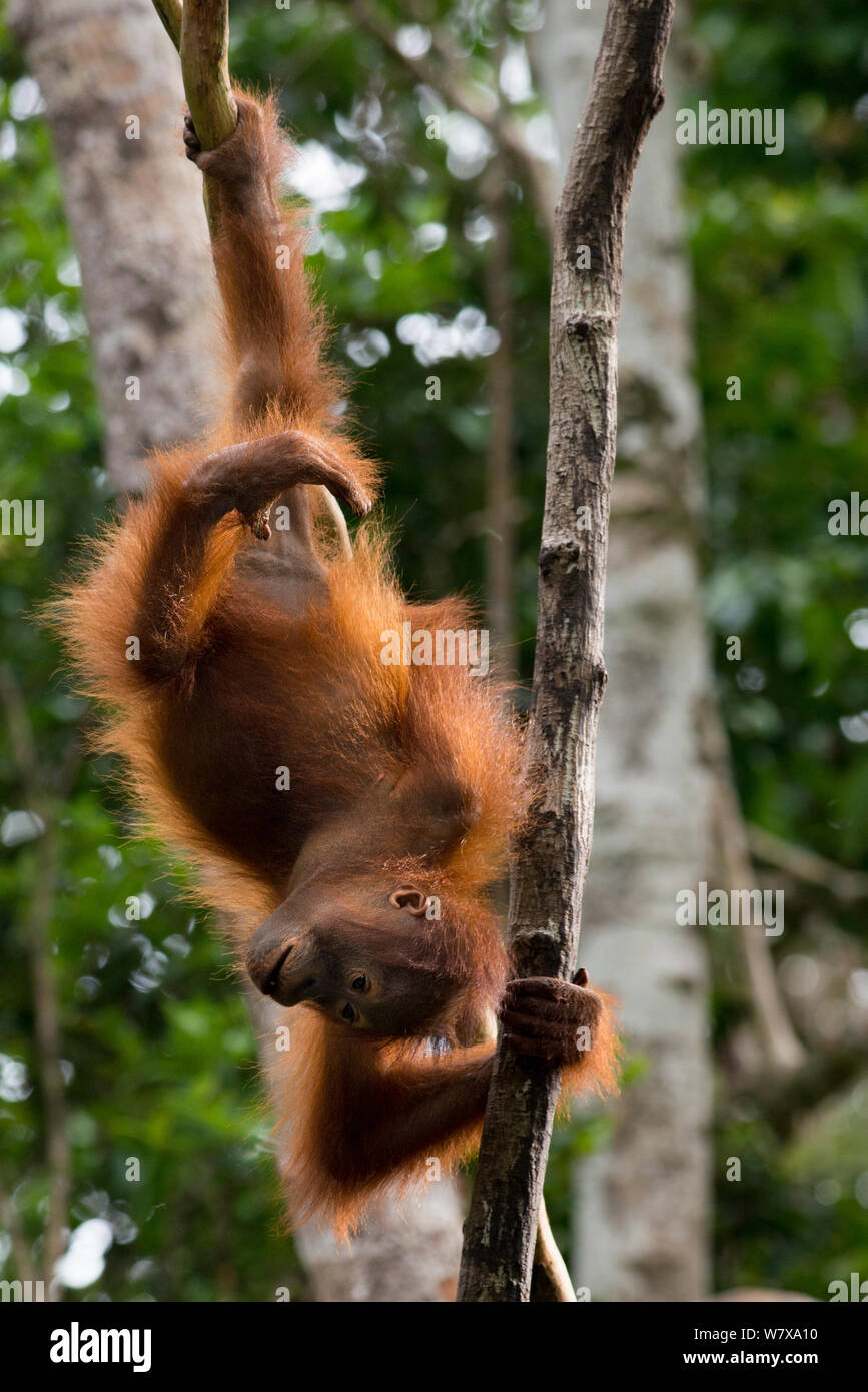 Young Bornean Orangutan (Pongo pygmaeus) hanging upsidedown, Camp Leakey, Tanjung Puting National Park, Central Kalimantan, Borneo, Indonesia. Stock Photo