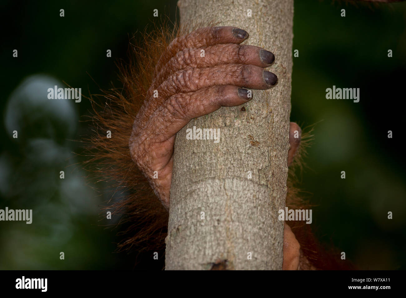 Bornean Orangutan (Pongo pygmaeus) hand and fingers holding branch, Camp Leakey, Tanjung Puting National Park, Central Kalimantan, Borneo, Indonesia. Stock Photo